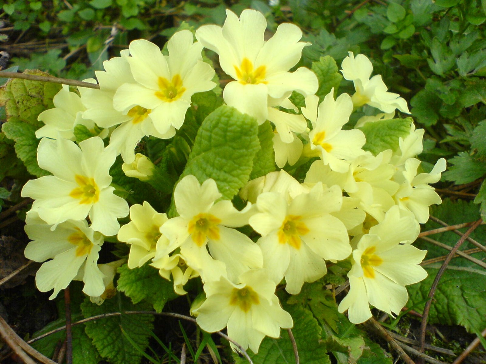 Primula vulgaris z ri oberl nder str usse